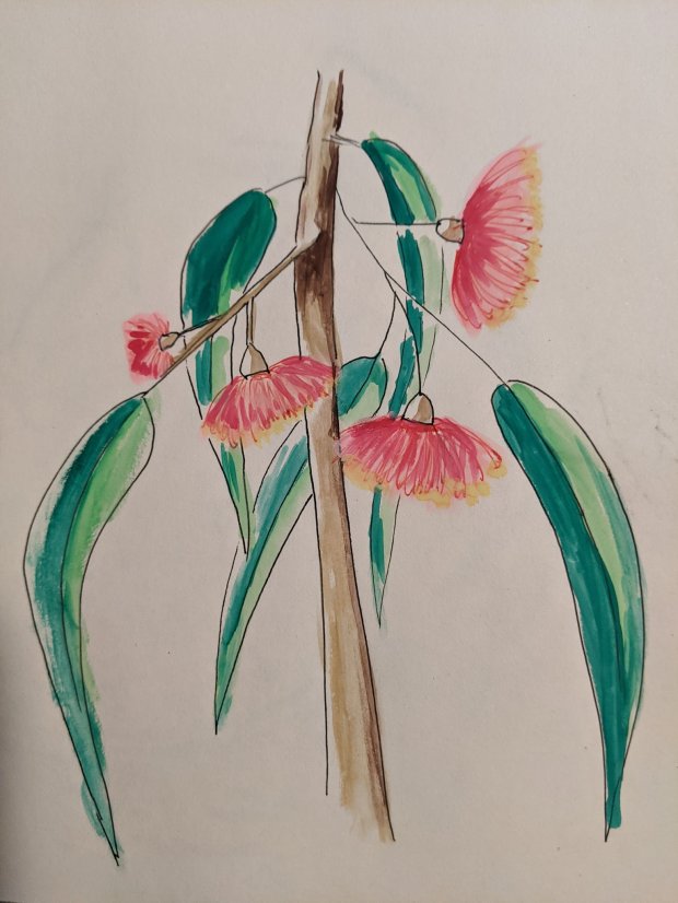 Gum Tree Flowers in watercolour | Sandra Burns Art