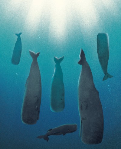 sleeping sperm whales image 400x490
